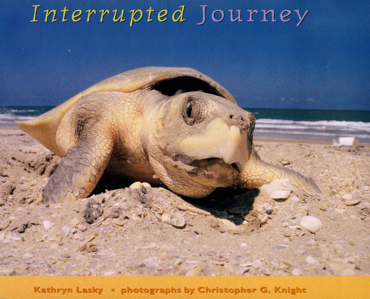 Interrupted Journey Saving Endangered Sea Turtles by Kathryn Lasky Genre Nonfiction