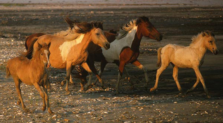 Horses quiz