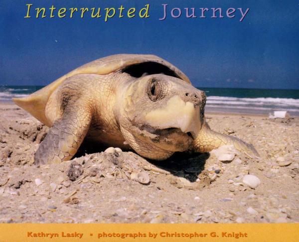 interrupted journey saving endangered sea turtles